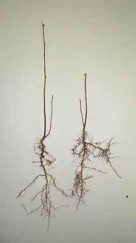 Two bare-root European mountain Ash seedlings.