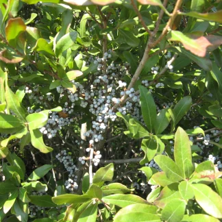 Close up of white bayberry fruit