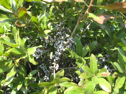 Close up of white bayberry fruit