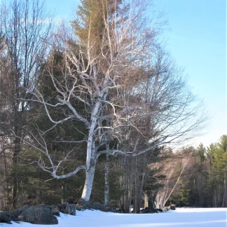 A paper birch next to a snow-covered field.