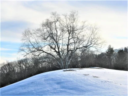A lone, multi-stemmed paper birch tree on a knob in a snowy field.