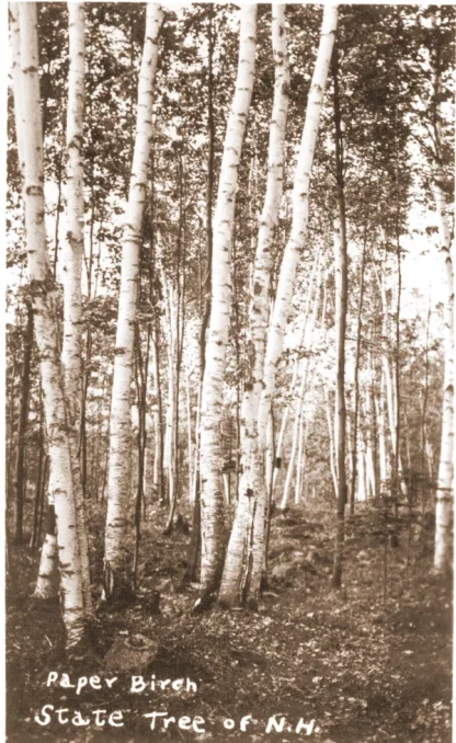 An old black and white image of the state tree.