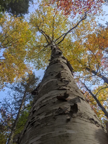 A view from the base of a large paper birch looking up into the yellow fall foliage in the crown.