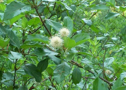 Closeup of the unique buttonbush flower.