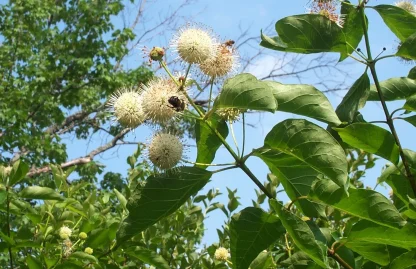 Closeup of buttonbush flower with a bumblebee gathering pollen.