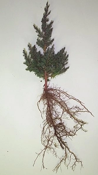 A bare-root 2-0 red cedar seedling.