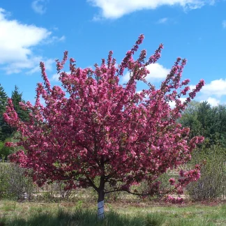 A dark pink crabapple tree in full bloom.