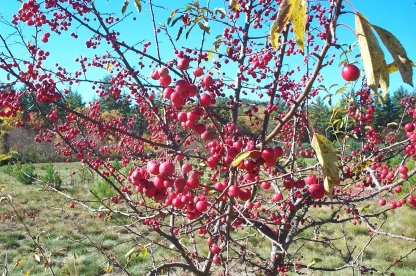 Closeup of abundant, red crabapple fruit.