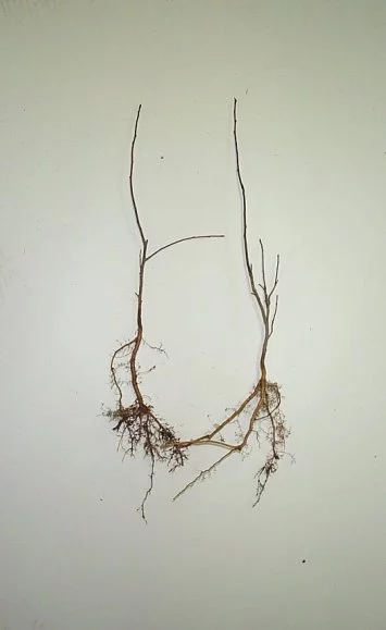 Two bare-root crabapple seedlings.