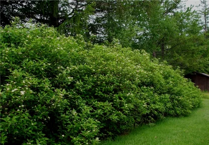 A large hedgerow of red osier dogwood.