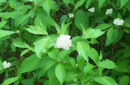 Closeup of the white flowers of a red osier dogwood.
