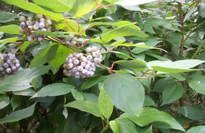 Closeup of white berry clusters on a red osier dogwood shrub.