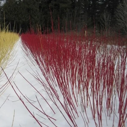 A red-stemmed row of red osier dogwood sticking up through the snow at the Nursery.
