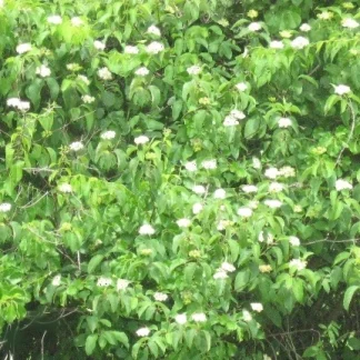 A silky dogwood hedgerow with white flowers.