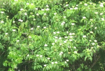 A silky dogwood hedgerow with white flowers.