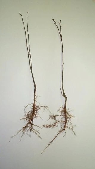 two bare-root silky dogwood seedlings.