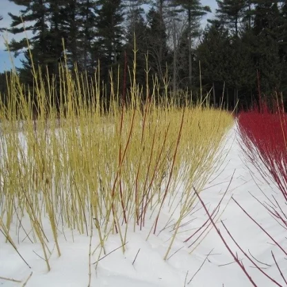 A row-stemmed row of yellow osier dogwood sticking up through the snow at the Nursery.