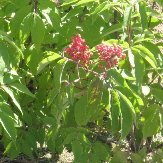 Closeup of red-berried elder fruit.