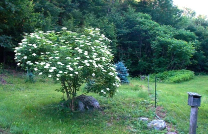Common elderberry shrub in full bloom with white flower clusters.