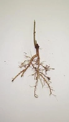 Common elderberry bare-root stock seedling.
