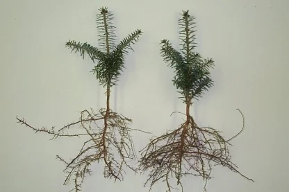 Two bare-root 3-0 Balsam fir seedlings.