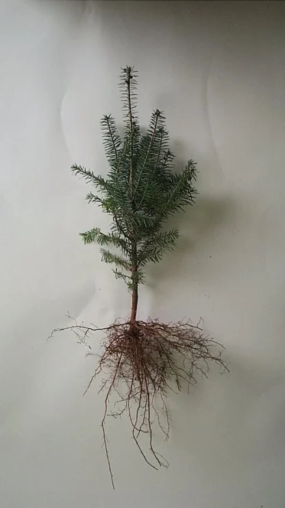 A bare-root 4-0 Balsam fir seedling.