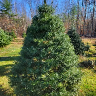 A well-sheared concolor fir Christmas tree.