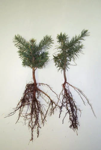 Two bare-root 3-0 concolor fir seedlings.