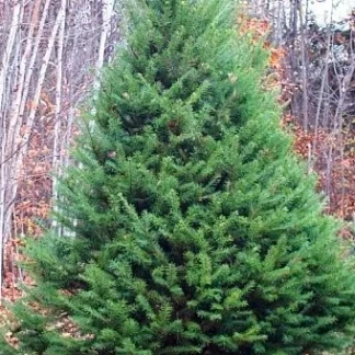 A well-sheared Douglas fir Christmas tree.