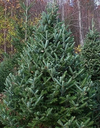 A well-sheared Fraser fir Christmas tree.