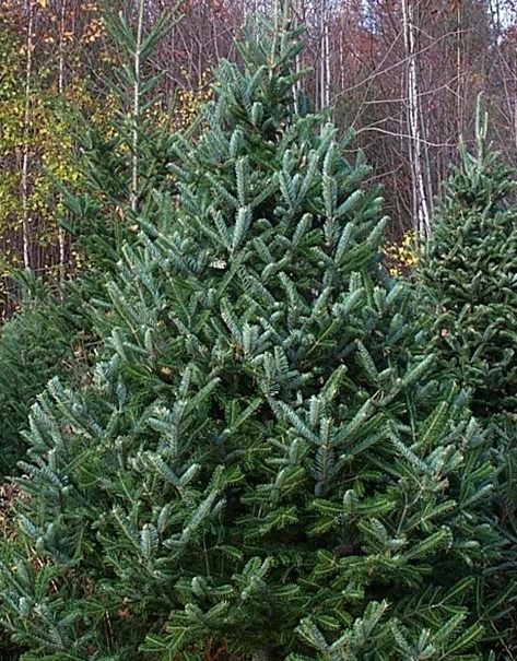 Fraser Fir, Improved – Premium Family Selection 1-0 Plugs 3” and greater -  Available For Pick Up At Linville River Nursery & UPS Shipment Only - Qty  of 50 - Sold Out