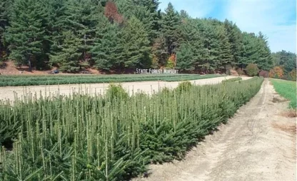Two rows of Fraser fir 3-0 seedlings at the Nursery.
