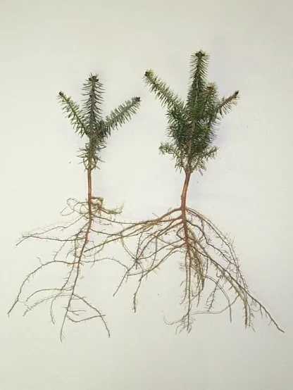 Two bare-root 3-0 Fraser fir seedlings.