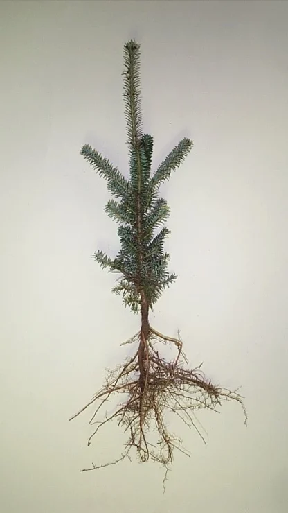 A bare-root 4-0 Fraser fir seedling.