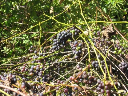 Close up of ripening, purple native grapes.