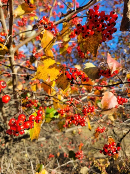 Closeup of red Hawthorn berries.