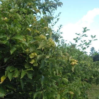 American hazelnut bush with ripe nut-clusters.