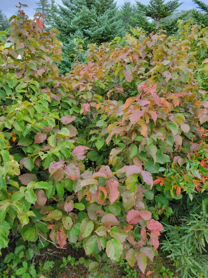 American hazelnut shrub with foliage starting to turn a dull red in the fall.
