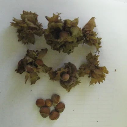 Closeup of American hazelnut nuts.
