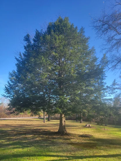 A medium-sized hemlock tree.
