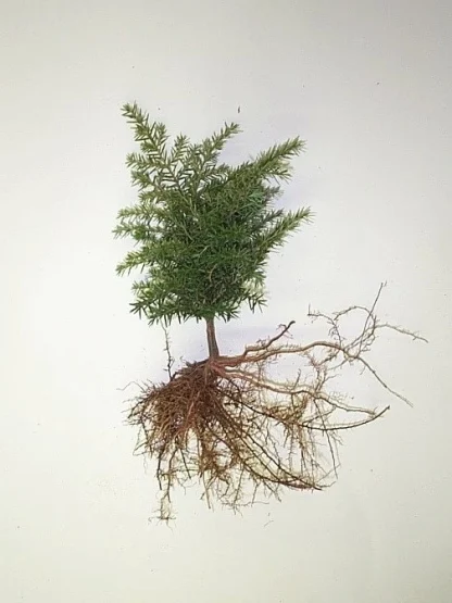 A bare-root 4-0 hemlock seedling.