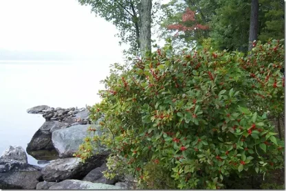 A winterberry holy shrub with green leaves and red berries on a rocky lakeshore.