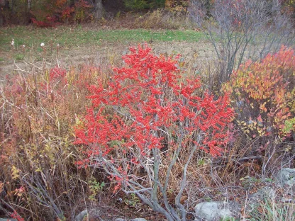 A winterberry holly shrub in late fall without leaves and loaded with brilliant-red berries.
