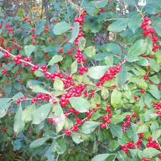 Closeup of winterberry holly in early fall with green leaves and brilliant-red berries.