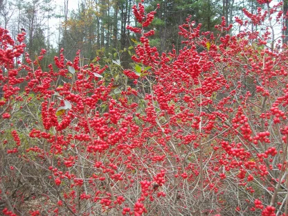 Closeup of a winterberry holy in late fall without leaves and loaded with brilliant-red berries.