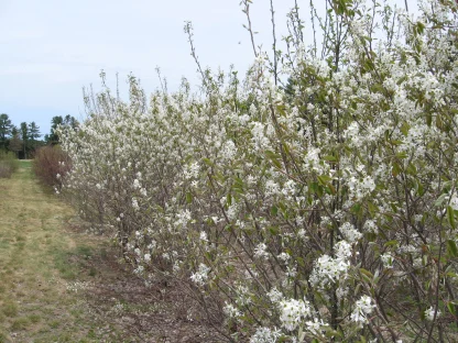 A row of June berry with white blossoms.