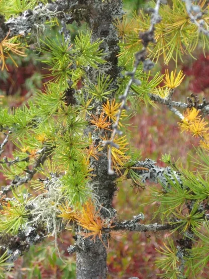 Closeup of a small American larch starting to turn yellow in the fall.