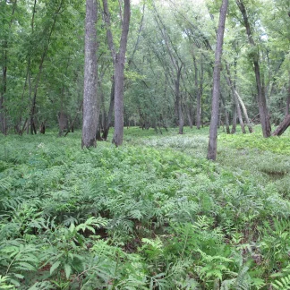 A grove of silver maple in a floodplain forest.