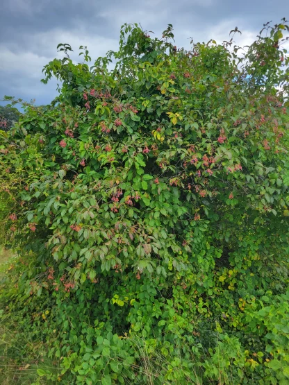 Nannyberry bush.