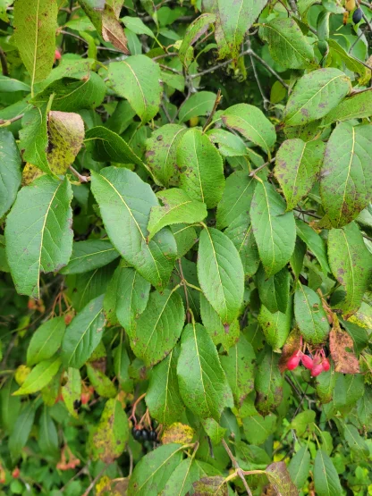 Nannyberry leaves.